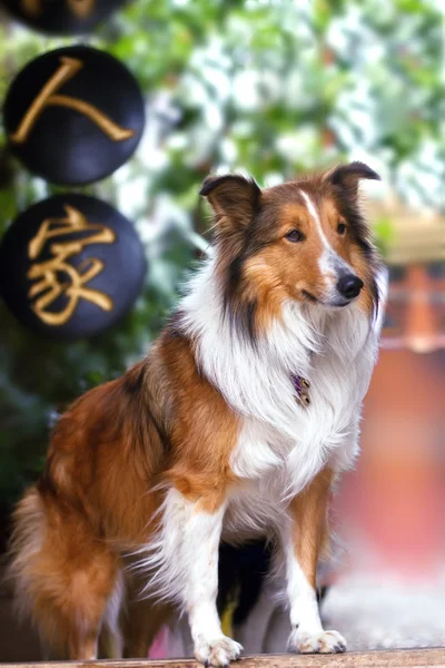 stock image Cute rough collie standing at the yard door waiting