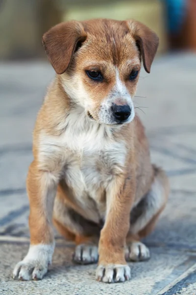 stock image Closeup photo of little puppy sitting on ground looking frustrat