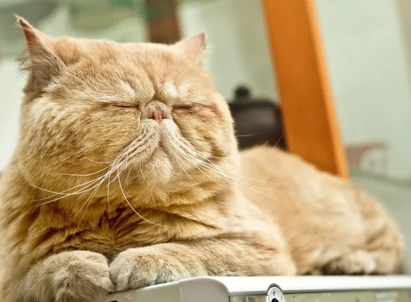 Schläfrige Katze liegt auf warmer Maschine und will ihre Augen nicht öffnen — Stockfoto