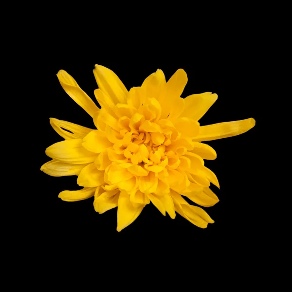 Open yellow chrysanthemum button isolated on black