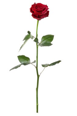 Red rose, long stem clipart