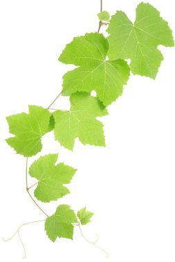 Grape leaves on white clipart