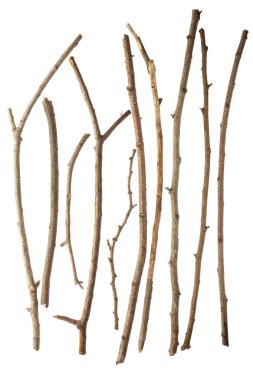 Sticks and twigs on white clipart