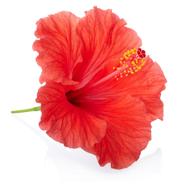Красный гибискус цветок на белом, обрезка пути — стоковое фото