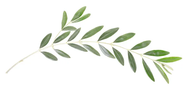 Gałązką oliwną, symbol pokoju — Zdjęcie stockowe