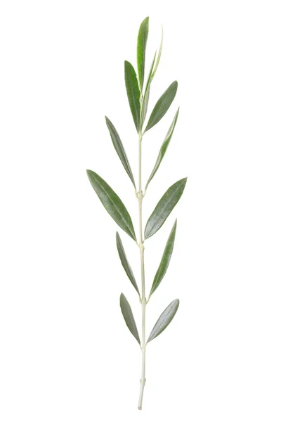 Rama de olivo y hojas — Foto de Stock