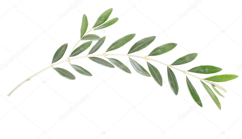 Olive branch, peace symbol