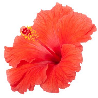 Red hibiscus flower clipart