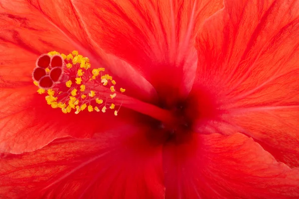 Kırmızı hibiscus çiçek makro arka plan — Stok fotoğraf