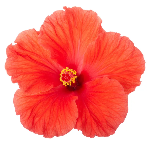 Fleur d'Hibiscus rouge isolée — Photo