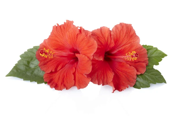 Red hibiscus flower with leaves — Stock Photo, Image