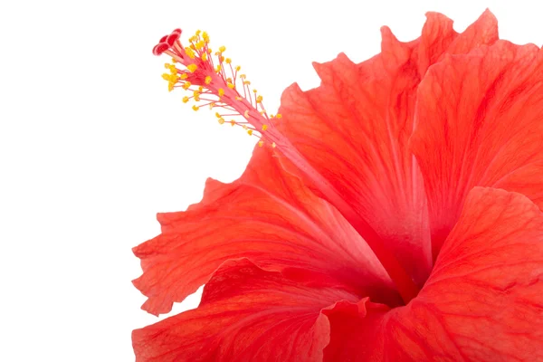 Hibiscus rouge bordure de fleur — Photo