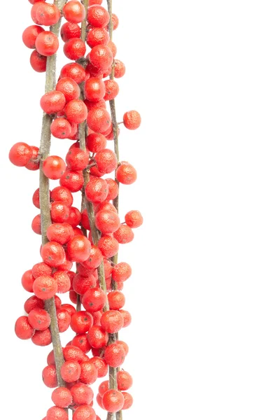 Weihnachtszweig mit roten Beeren — Stockfoto