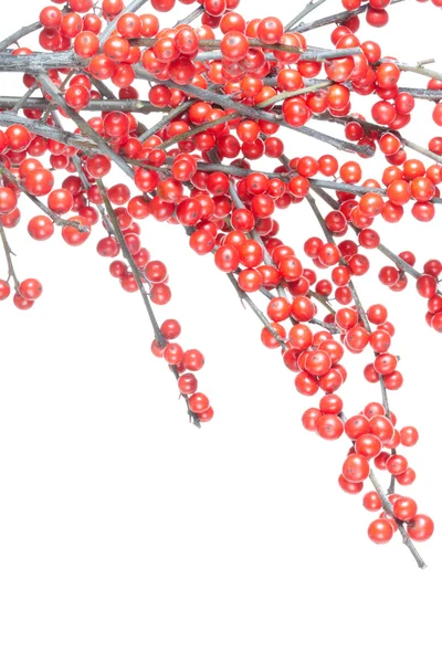 Vánoční větev s červenými bobulemi — Stock fotografie