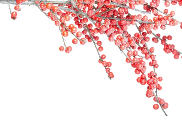 stock image Christmas branch with red berries and frost