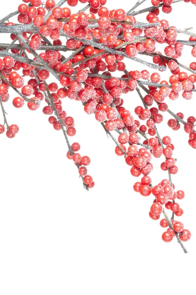 Gałąź świąteczna z czerwonymi jagodami — Zdjęcie stockowe