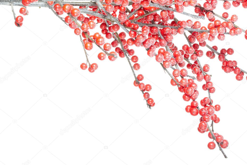 Christmas branch with red berries and frost