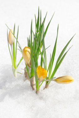 Crocus flowers, spring snowdrops clipart