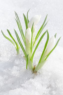 Crocus flowers, snowdrops buds in snow clipart