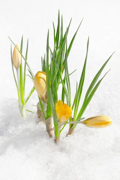 Crocus flowers, spring snowdrops — Stock Photo, Image