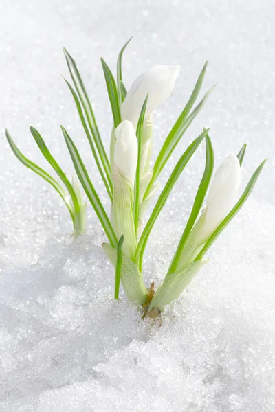 Крокус цветы, подснежники почки в снегу — стоковое фото