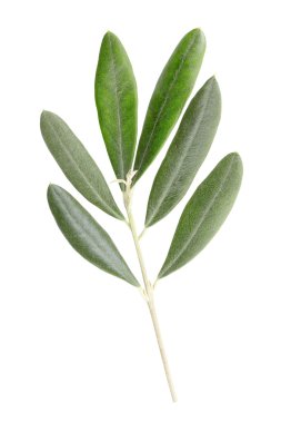 Olive leaves clipart