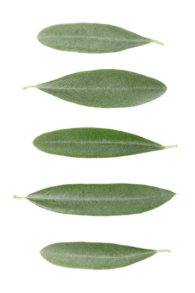 Olive leaves collection — Stock Photo, Image