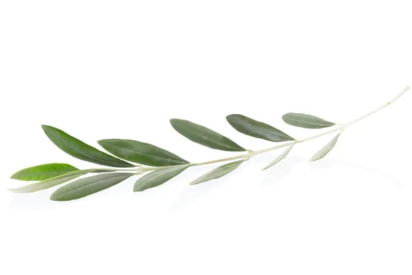 Оливкова гілка — стокове фото