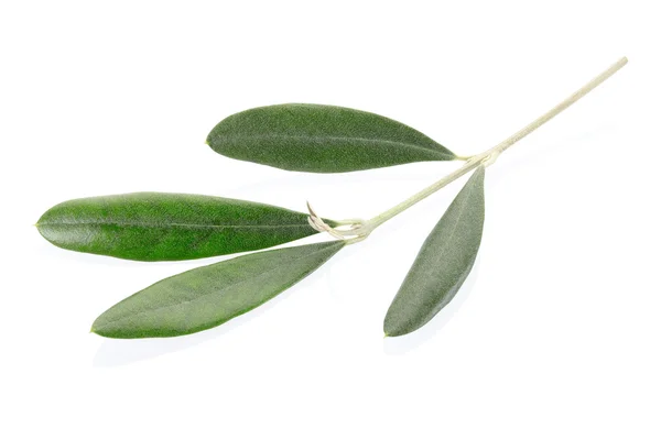 Оливковая ветка — стоковое фото