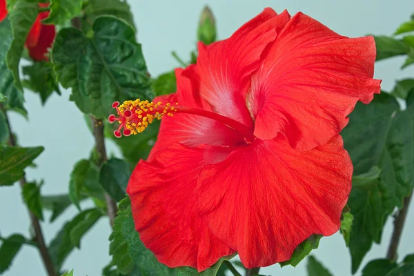 stock image Blooming Flower on a Hibiscus Tree