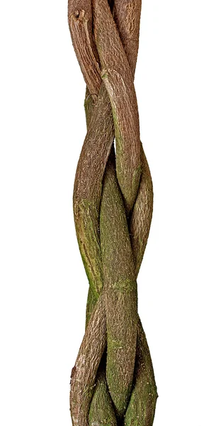 stock image Braided Tree Trunk