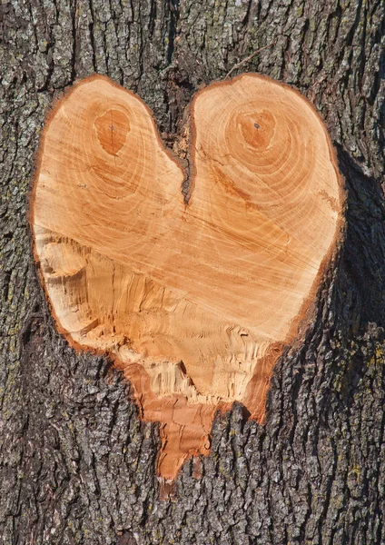 Szív alakú egy fa — Stock Fotó