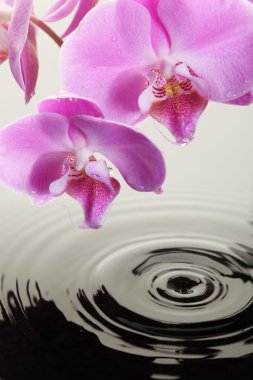 Pink Orchid clipart