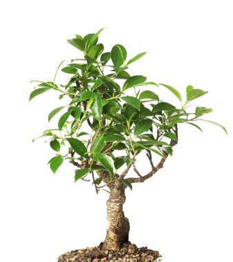 bonsai ağacı üzerinde beyaz izole