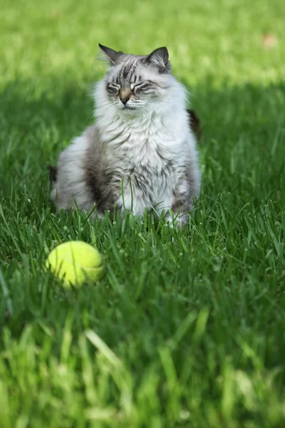 Beautiful cat that won 't fetch — стоковое фото