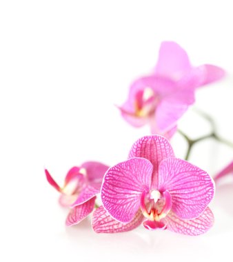 Pink orchid clipart