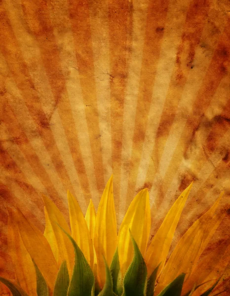 Grunge design with sunflower — Stock Photo, Image