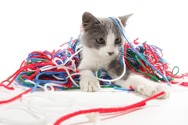 糸にじゃれる子猫 — ストック写真