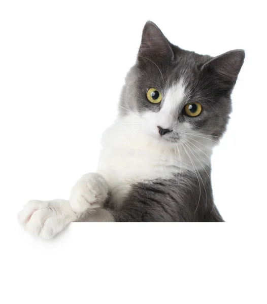 空白記号を子猫 — ストック写真