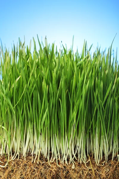 Fondo de hierba — Foto de Stock