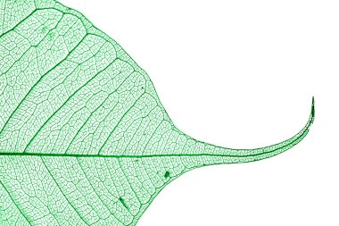 Green skeleton leaf clipart