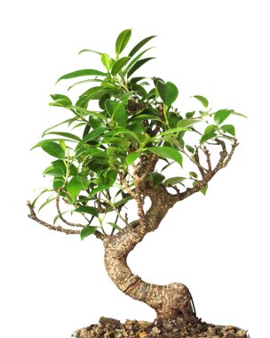 bonsai ağacı üzerinde beyaz izole