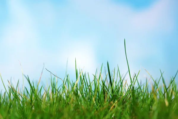Зеленая трава против голубого неба — стоковое фото