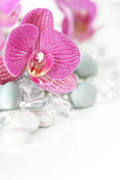 Орхидея лежала на камнях — стоковое фото