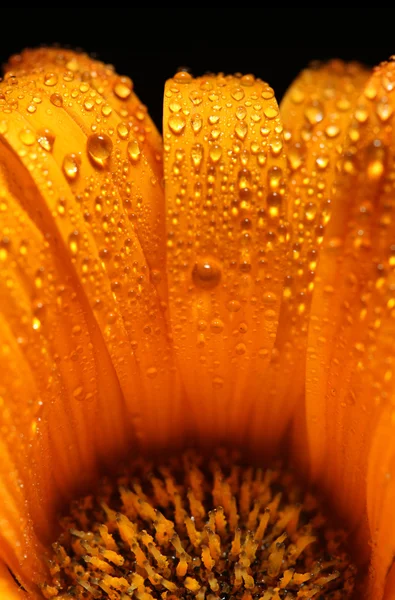 Bright orange flower — Stock Photo, Image