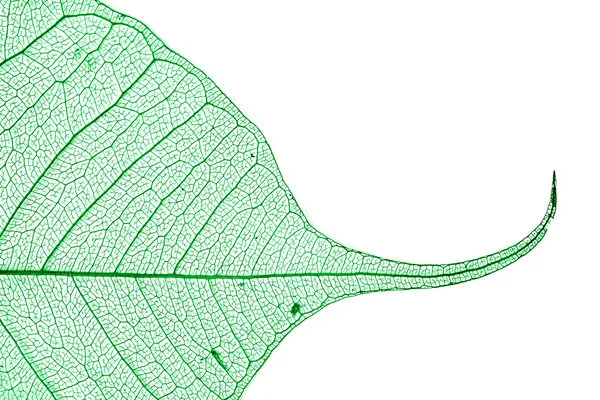 녹색 해골 잎 — 스톡 사진