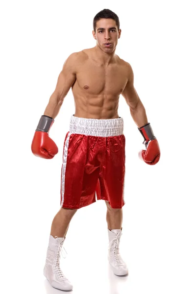 Boxer — Stockfoto