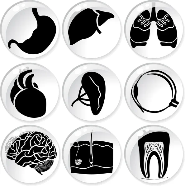 Anatomical icons — Stock Vector