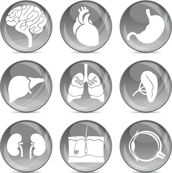 Anatomical icons — Stock Vector