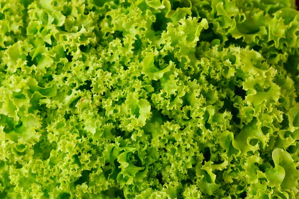 Färsk grön sallad. — Stockfoto